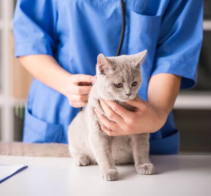 vet checking gray cat