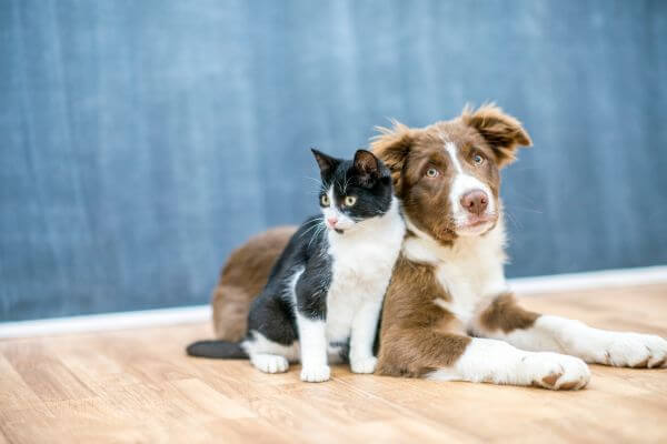 cat and dog at the pet clinic