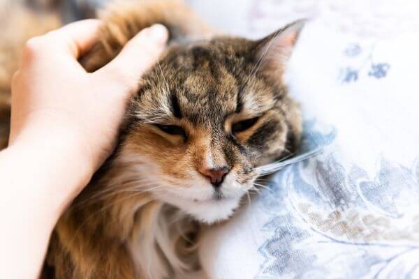 veterinarian petting cat