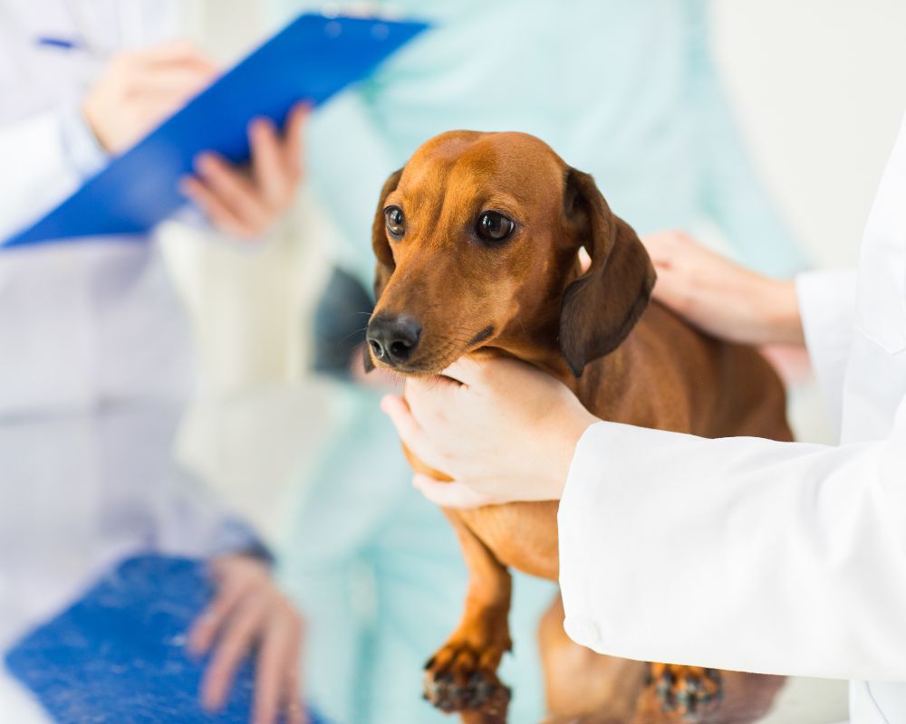 a dog being held by a person holding