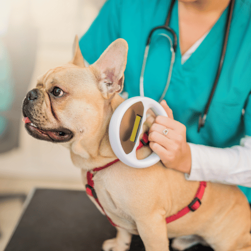 a dog with a stethoscope around its neck