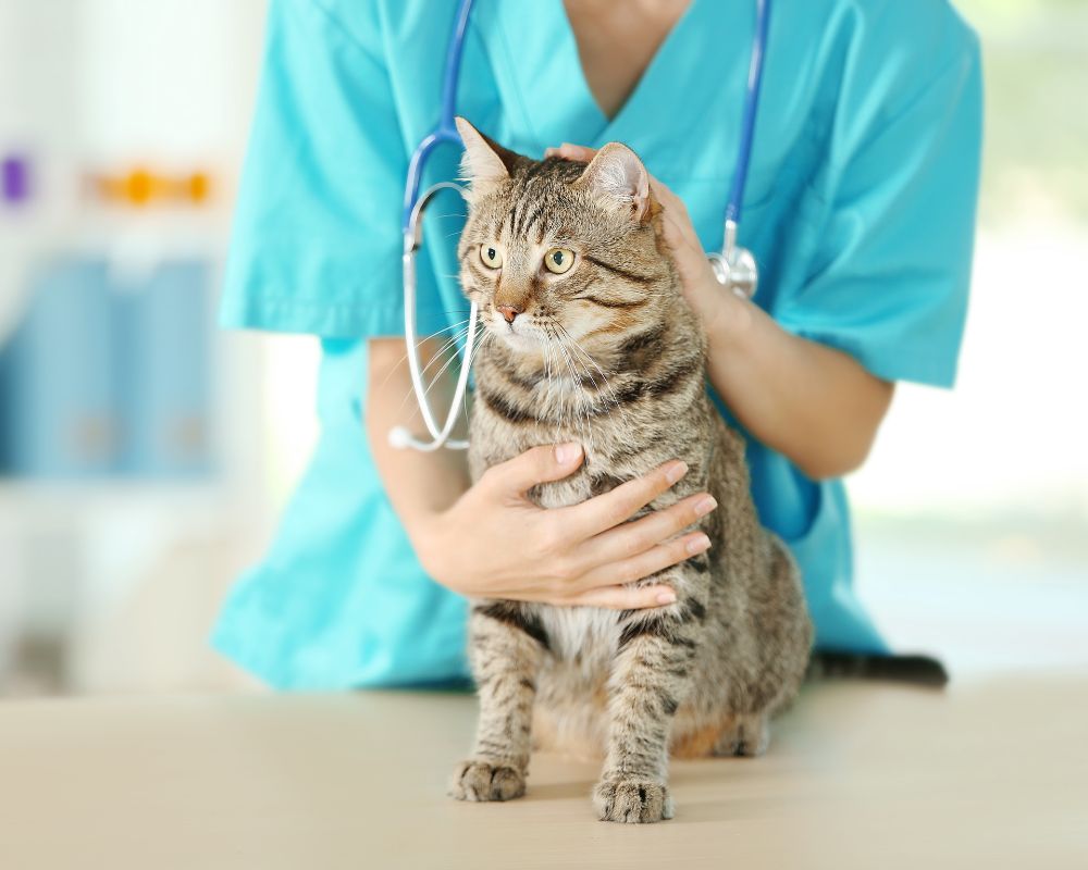 a person in scrubs holding a cat