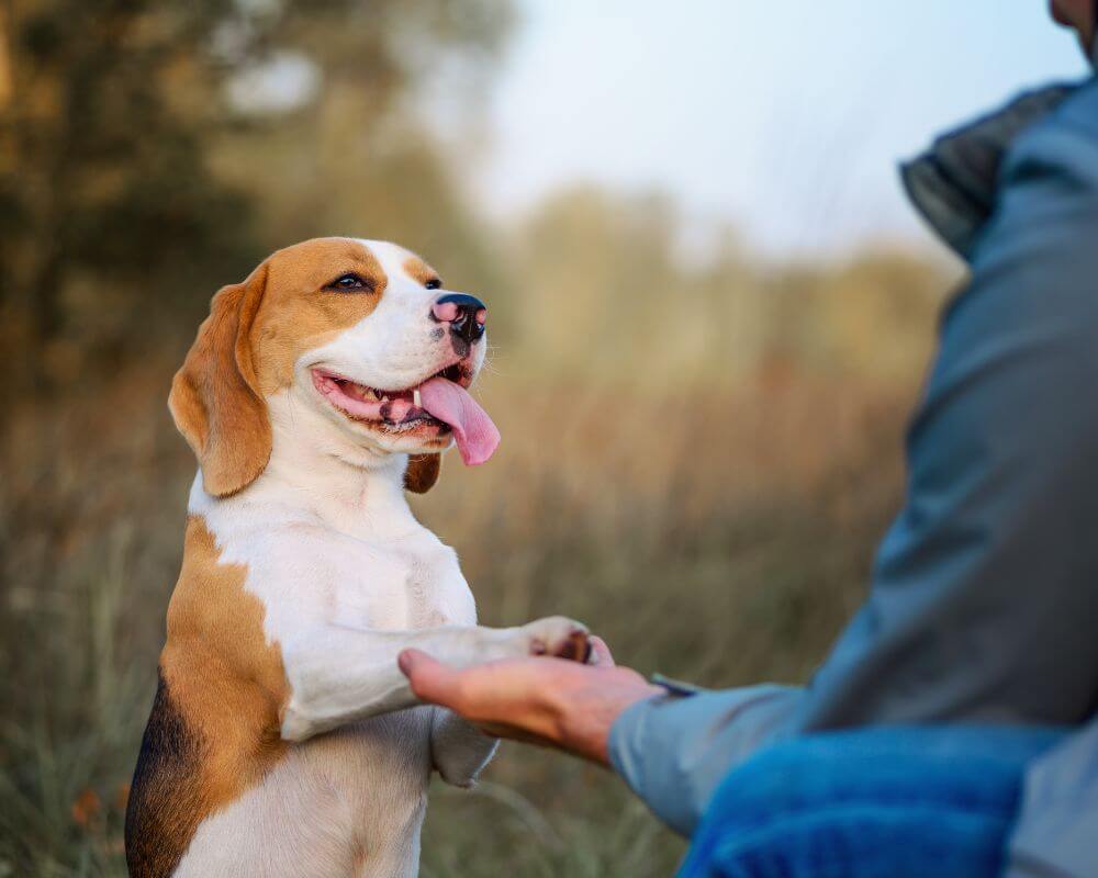 pet owner on daily walk with dog