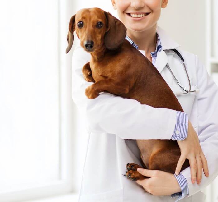 dog at the animal clinic