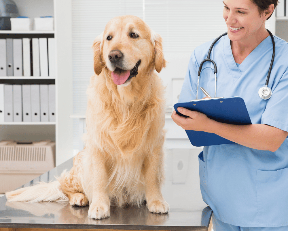 Vet examining a dog and writing on clipboard