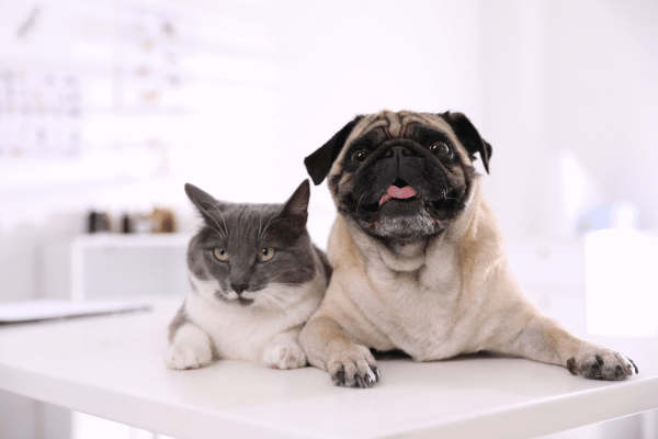 dog and cat sitting together in clinic