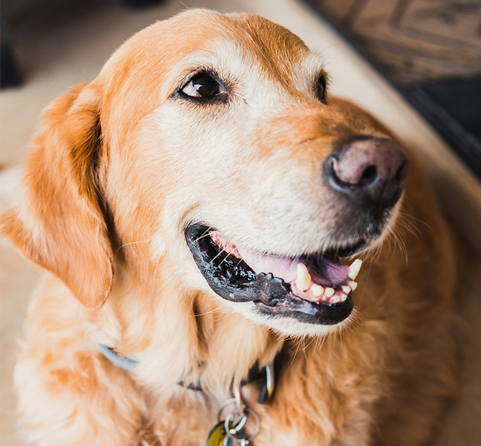 a close up of a dog