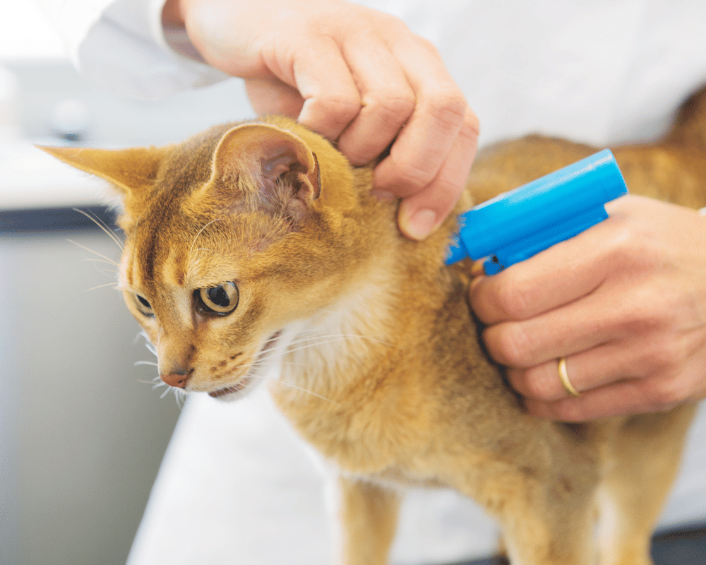 vet inserting microchip device on cat neck