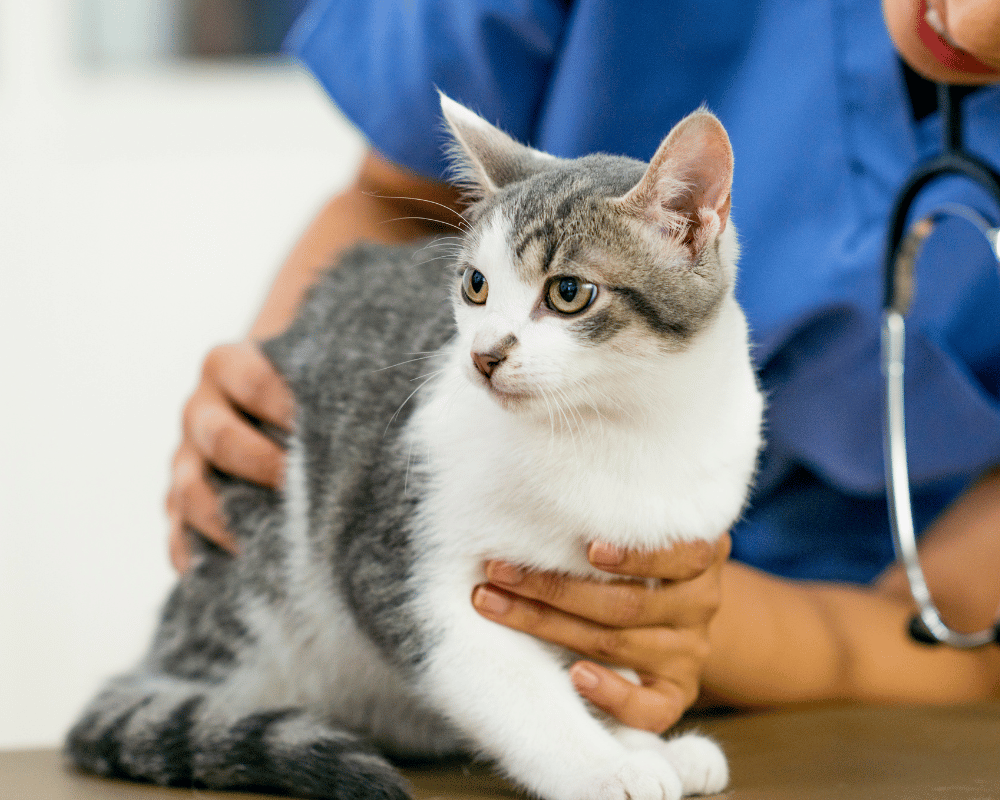 a person holding a cat