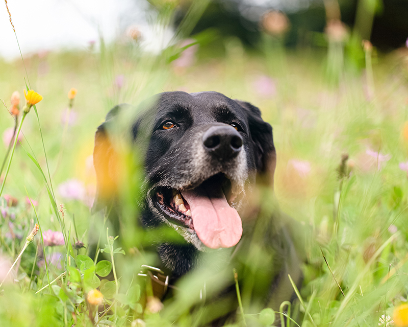 senior dog laying in a field of grass and flowers