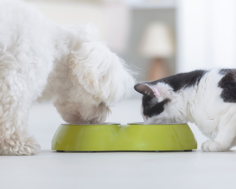 a cat and dog eating from a bowl
