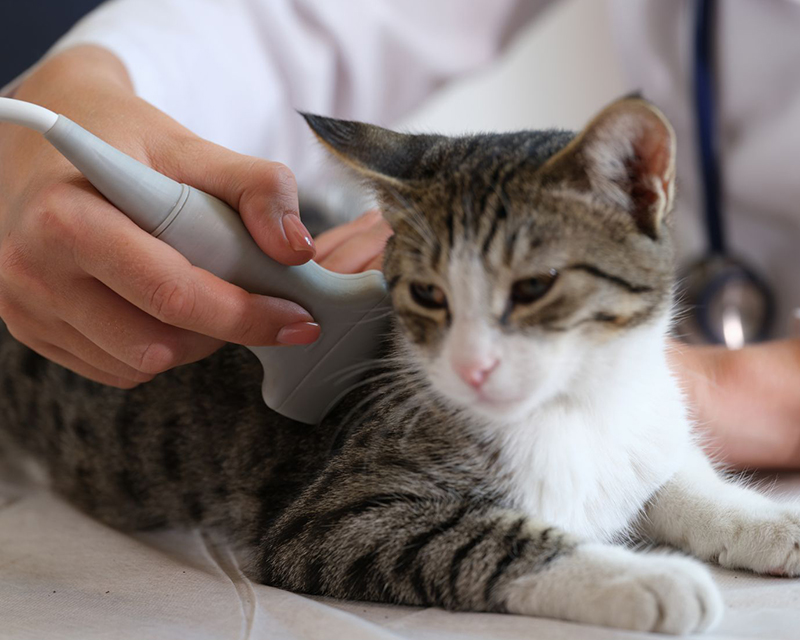 veterinarian holding a x-ray device on a cat