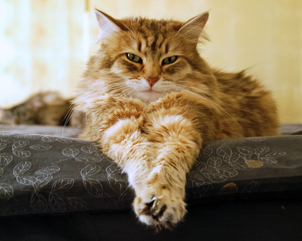 cat laying with its legs stretched out