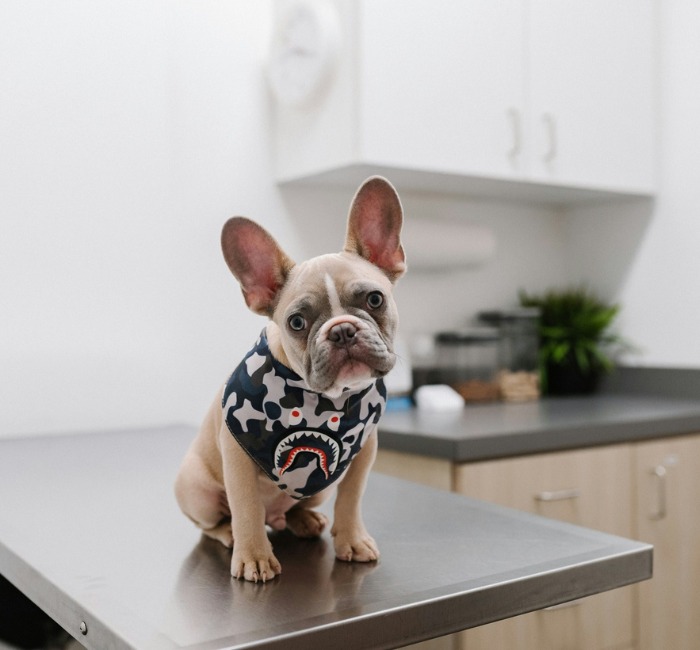 Team_Aidmore_Puppy
